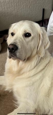 Golden Retriever for sale by DEAMARE