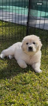 Golden Retriever for sale by DEAMARE