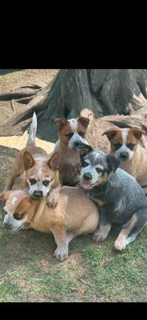 Australian Cattle Dog puppy for sale by COVE
