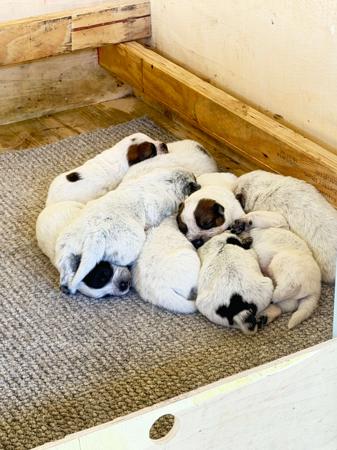 Australian Cattle Dog puppy for sale by COVE
