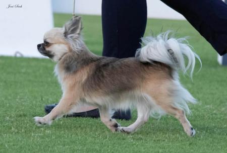 Chihuahua (Long Coat) for sale by AZTECIAN