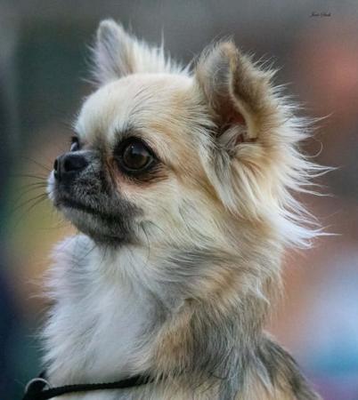 Chihuahua (Long Coat) for sale by AZTECIAN