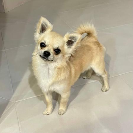 Chihuahua (Long Coat) for sale by AZTECIAN