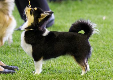 Chihuahua (Long Coat) for sale by AZTECIAN
