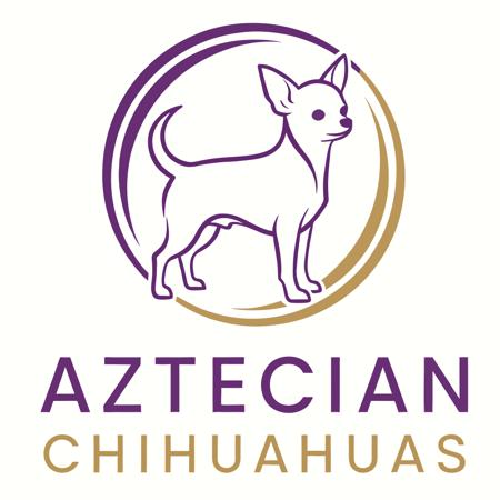 Chihuahua (Smooth Coat) for sale by AZTECIAN