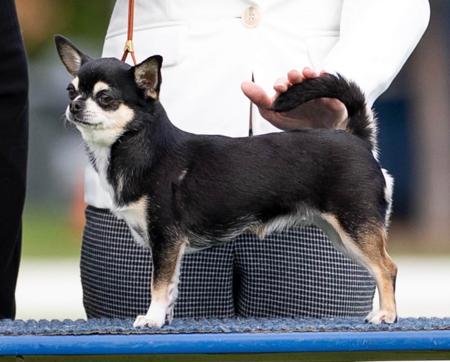 Chihuahua (Smooth Coat) for sale by AZTECIAN