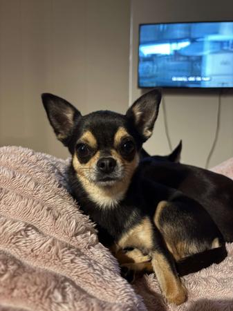 Chihuahua (Smooth Coat) for sale by AZTECIAN