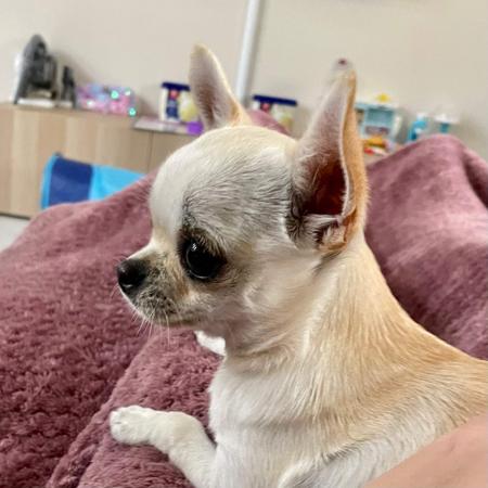 Chihuahua (Smooth Coat) for sale by AZTECIAN