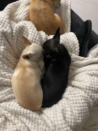 Chihuahua (Smooth Coat) for sale by AZTECIAN