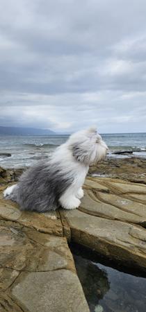 Old English Sheepdog for sale by MISCHEIF