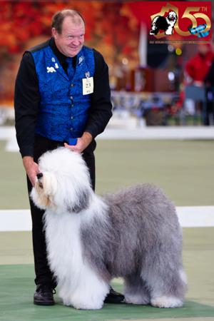 Old English Sheepdog for sale by WATCHNOES
