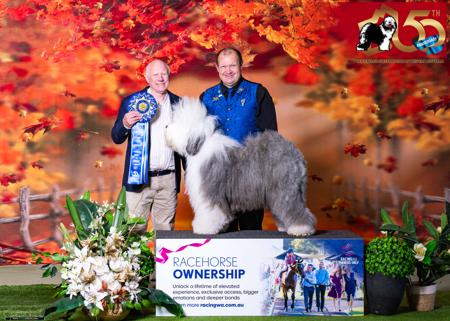 Old English Sheepdog for sale by WATCHNOES