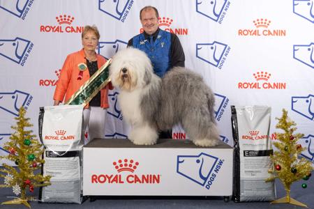 Old English Sheepdog for sale by WATCHNOES