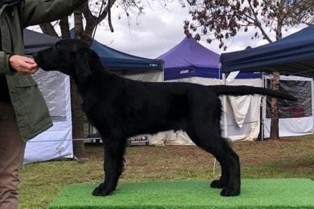 Flat Coated Retriever for sale by WOODY2SHOES