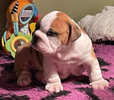 British Bulldog puppy for sale by NAMASKAR