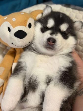 Siberian Husky puppy for sale by WINTERAFFAIR