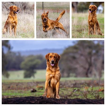 Golden Retriever for sale by WRENVIEW