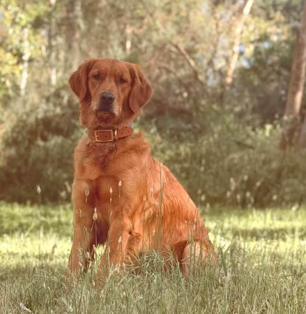 Golden Retriever for sale by WRENVIEW