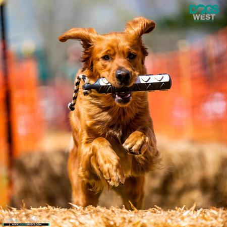 Golden Retriever for sale by WRENVIEW