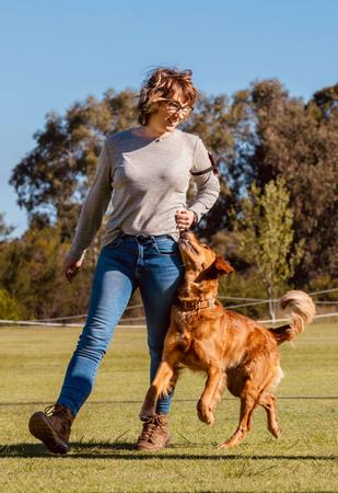 Golden Retriever for sale by ALEXDEASY