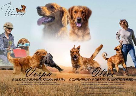 Golden Retriever for sale by WRENVIEW