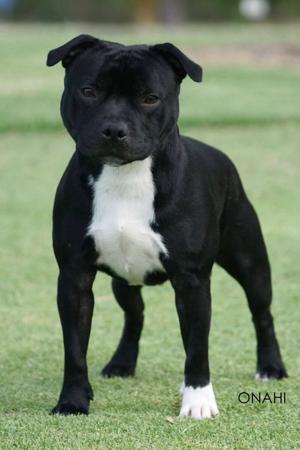 Staffordshire Bull Terrier for sale by AVONCREST