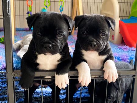 Staffordshire Bull Terrier for sale by AVONCREST