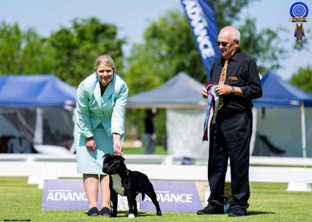 Staffordshire Bull Terrier for sale by AVONCREST