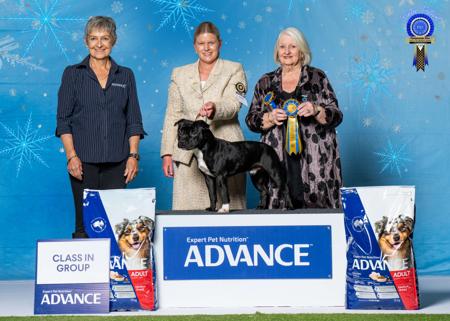 Staffordshire Bull Terrier for sale by AVONCREST