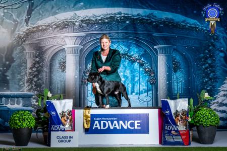 Staffordshire Bull Terrier for sale by AVONCREST