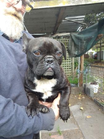 French Bulldog for sale by MORTONPLACE