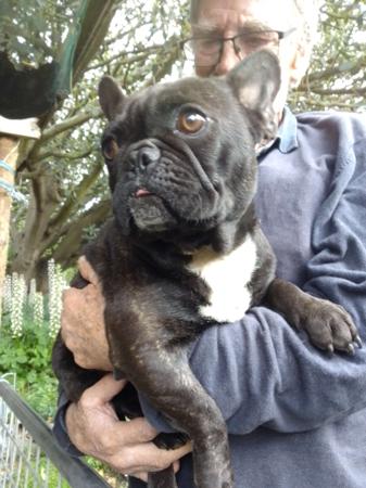 French Bulldog for sale by MORTONPLACE