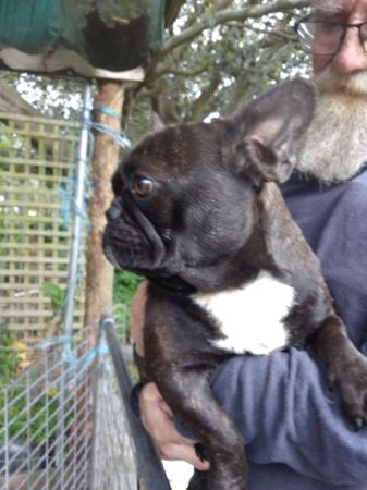 French Bulldog for sale by MORTONPLACE