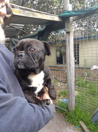 French Bulldog for sale by MORTONPLACE