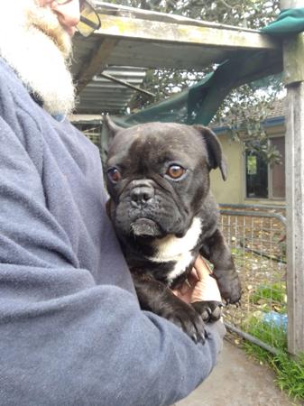 French Bulldog for sale by MORTONPLACE