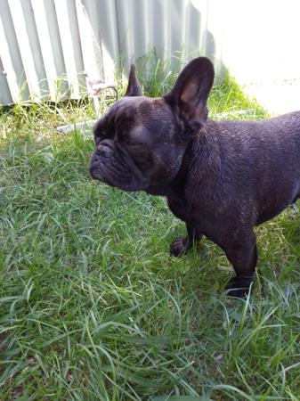French Bulldog for sale by MORTONPLACE