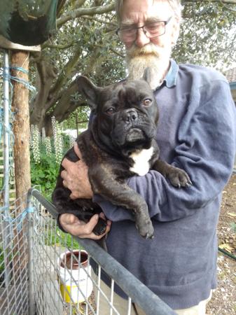 French Bulldog for sale by MORTONPLACE