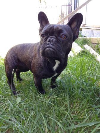 French Bulldog for sale by MORTONPLACE