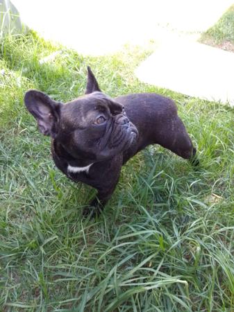 French Bulldog for sale by MORTONPLACE