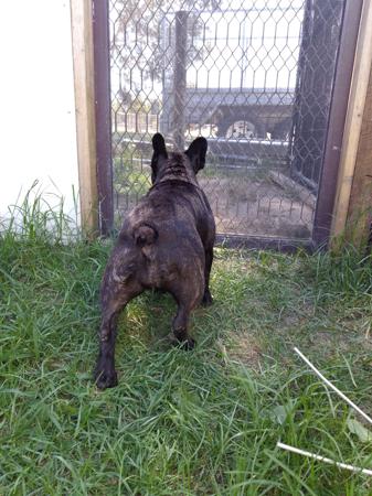 French Bulldog for sale by MORTONPLACE