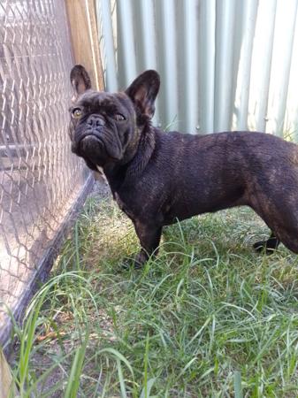 French Bulldog for sale by MORTONPLACE