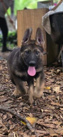 German Shepherd Dog for sale by MORTONPLACE