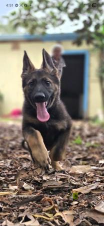 German Shepherd Dog for sale by MORTONPLACE