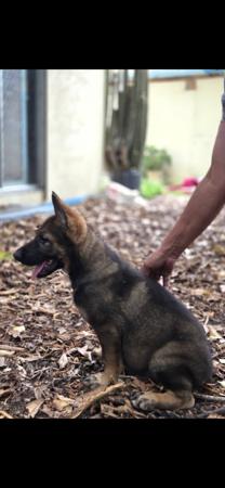 German Shepherd Dog for sale by MORTONPLACE