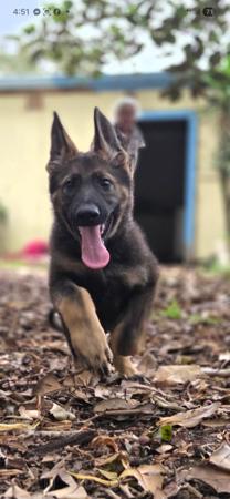 German Shepherd Dog for sale by MORTONPLACE