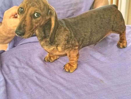 Dachshund (Miniature Smooth Haired) puppy for sale by NEIMOR69