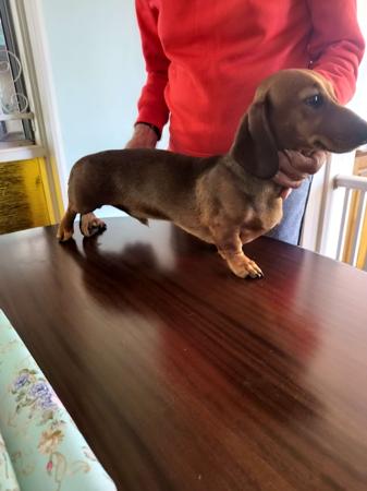 Dachshund (Miniature Smooth Haired) puppy for sale by NEIMOR69