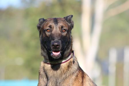 Belgian Shepherd Dog (Malinois) for sale by TYRR