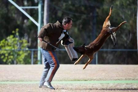Belgian Shepherd Dog (Malinois) for sale by TYRR