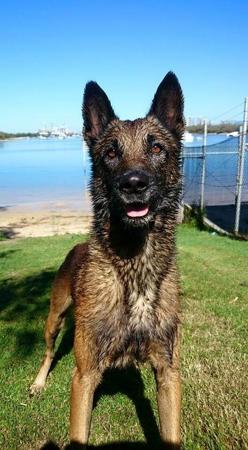 Belgian Shepherd Dog (Malinois) for sale by TYRR